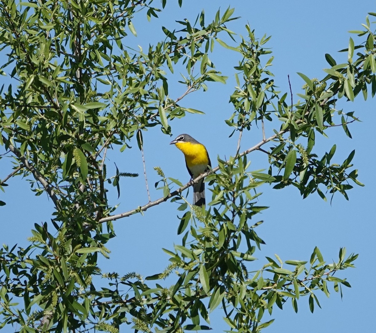 Yellow-breasted Chat - ML618134674