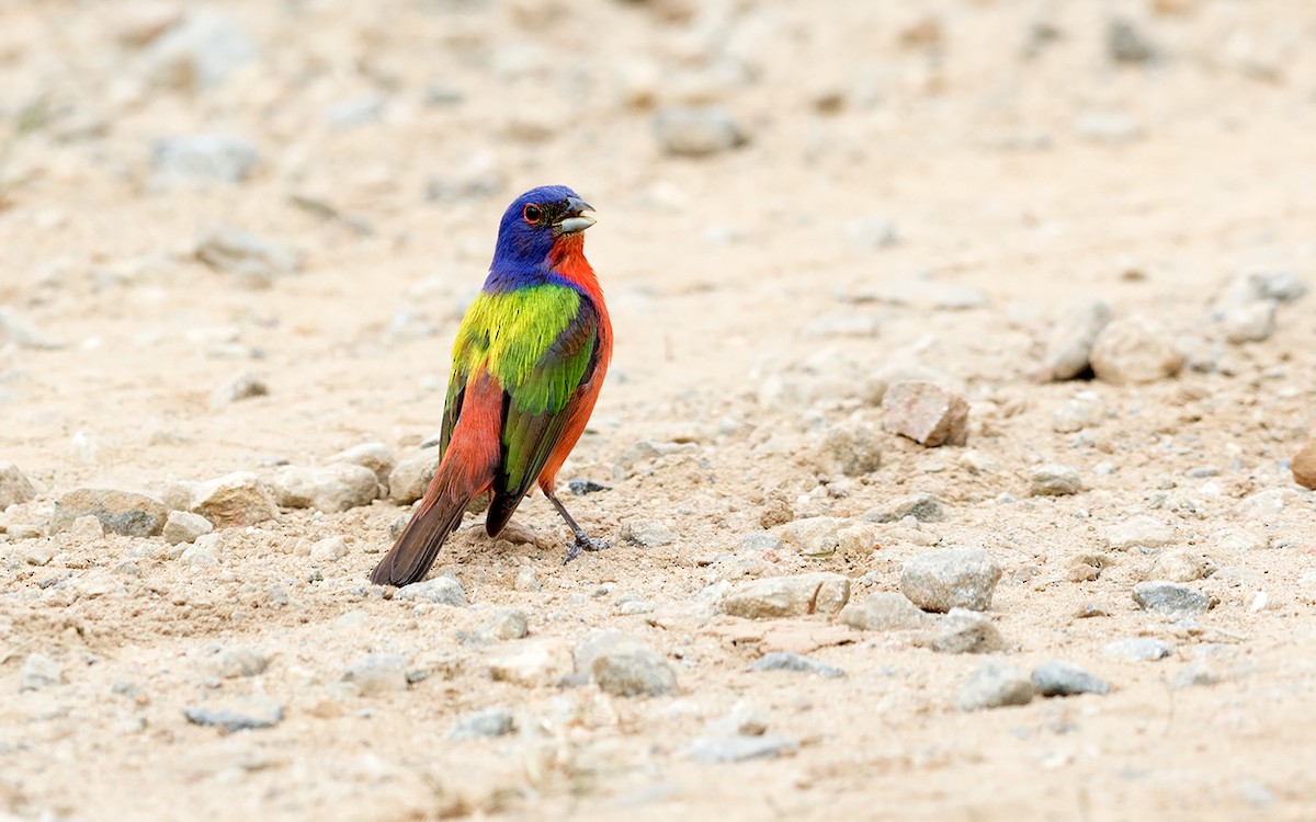 Painted Bunting - jerry amerson