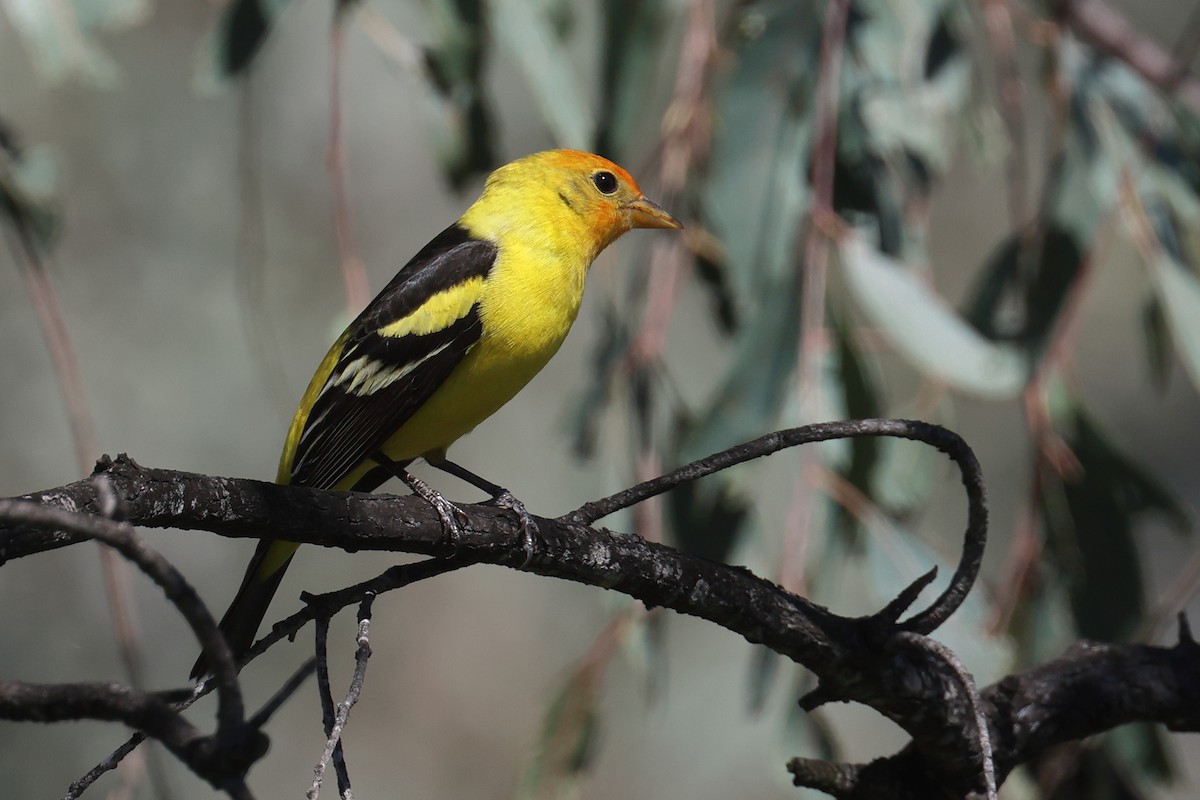Western Tanager - ML618134717