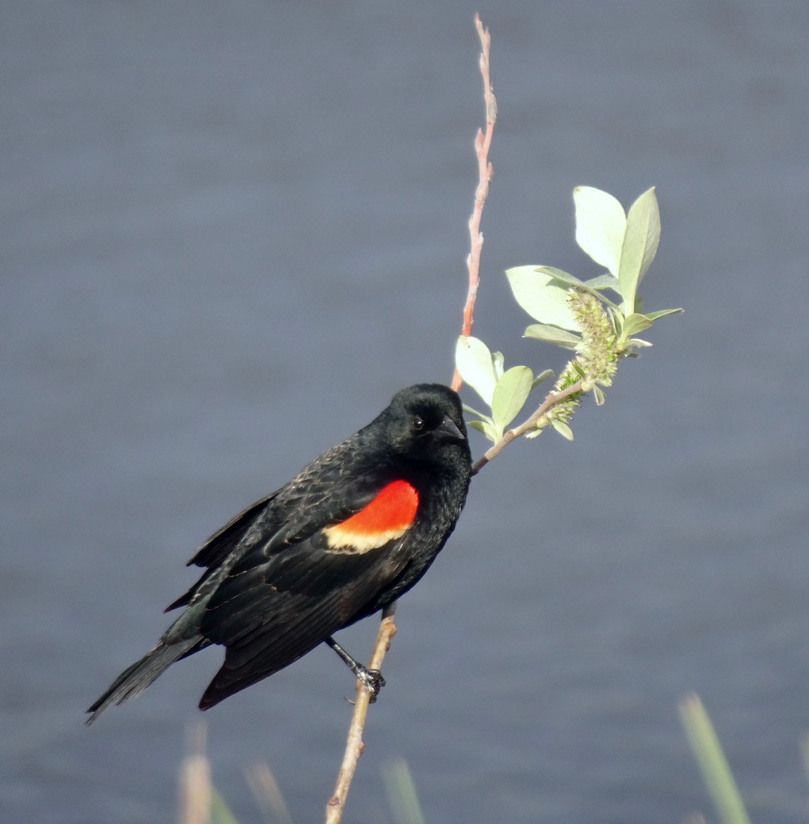 Red-winged Blackbird - ML618134749