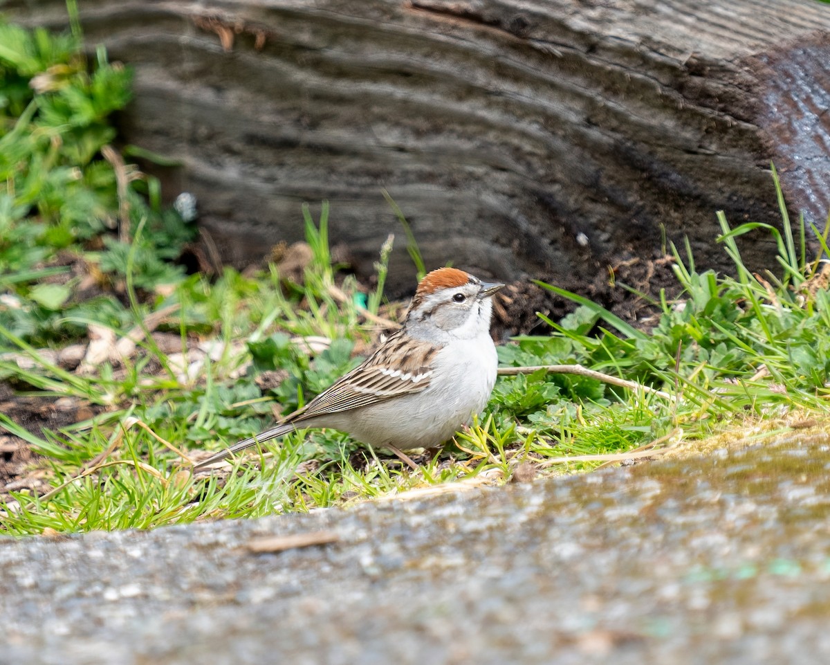 Chipping Sparrow - Kenneth Trease