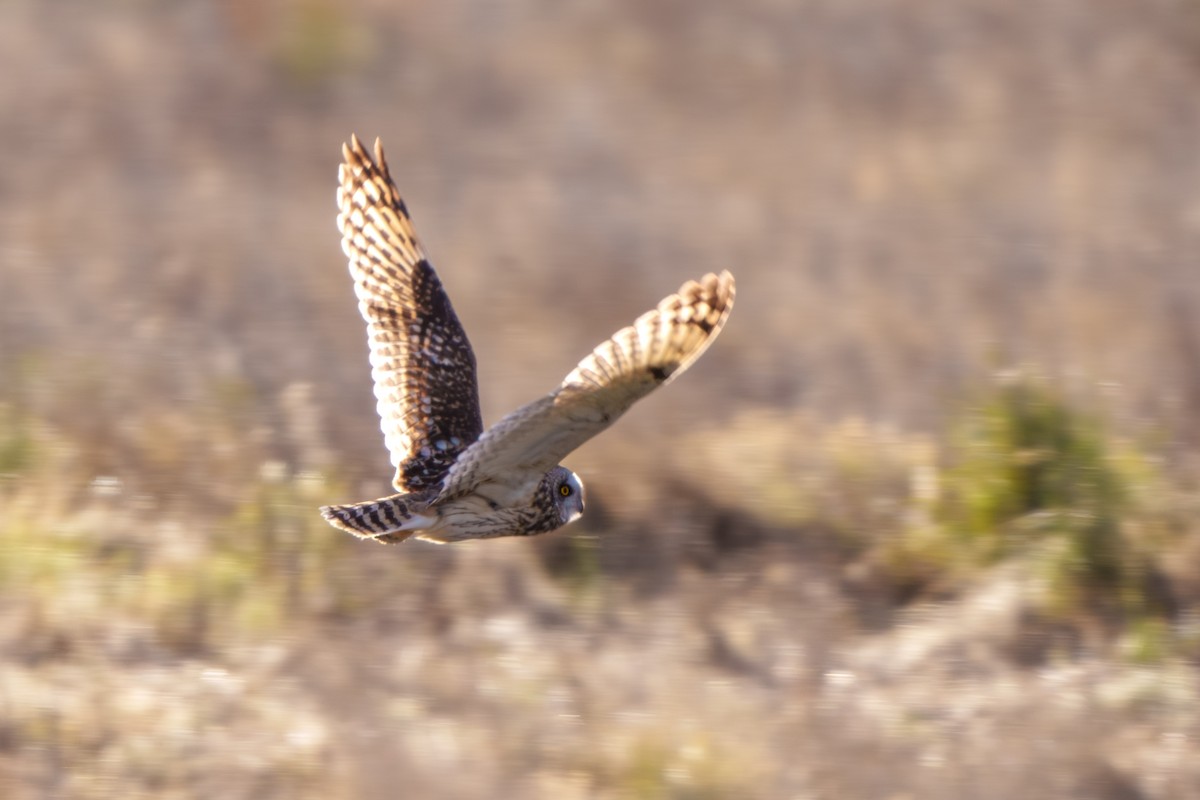 Short-eared Owl - ML618134757