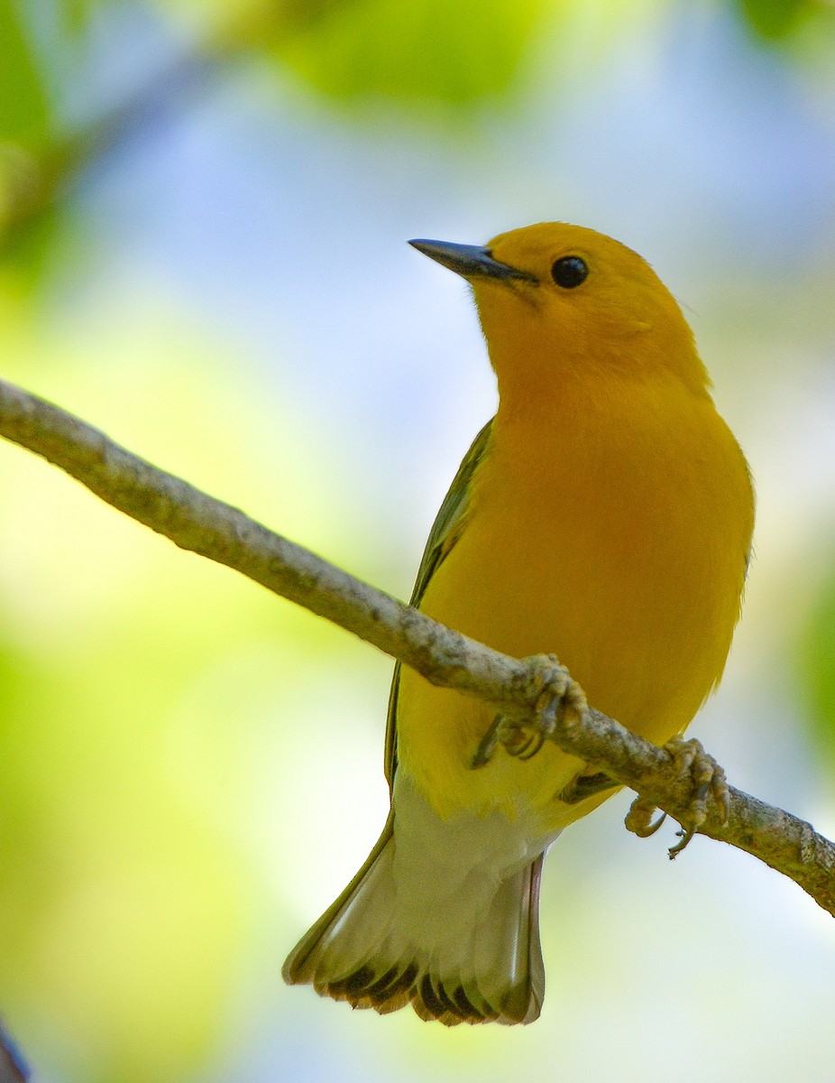 Prothonotary Warbler - ML618134799
