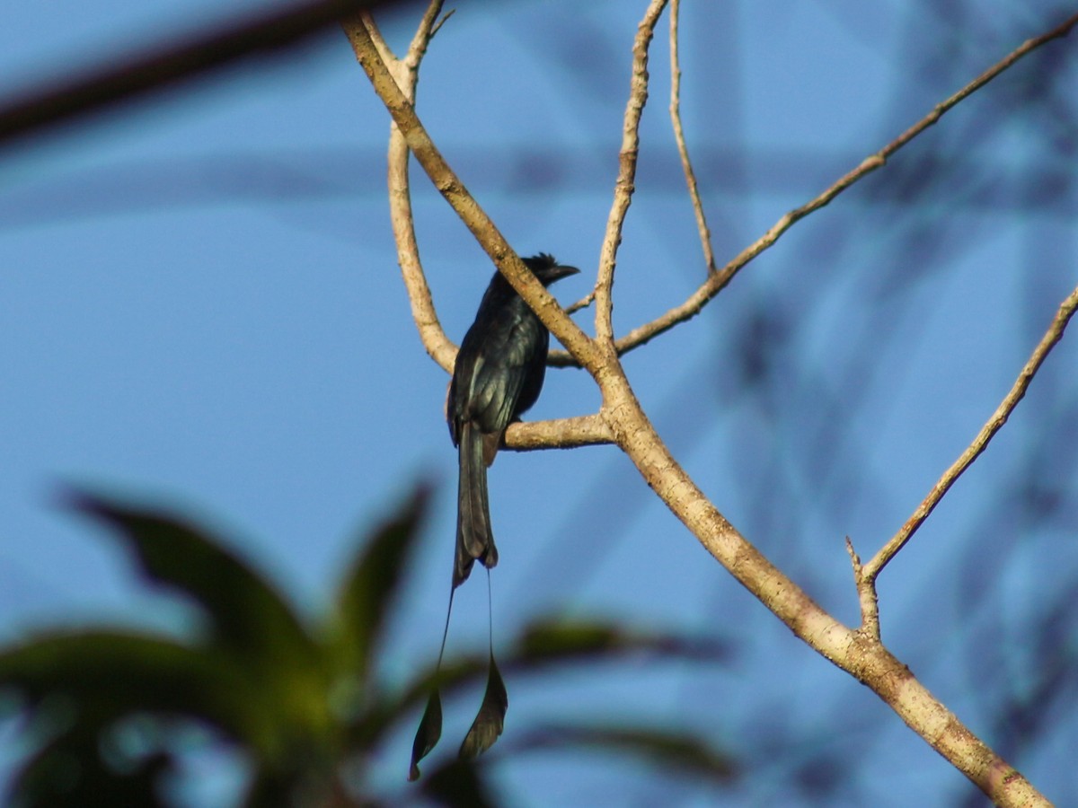 Greater Racket-tailed Drongo - ML618134800