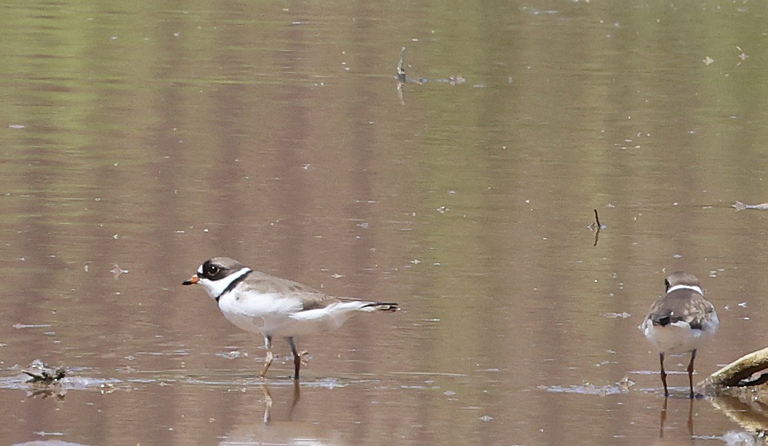 Semipalmated Plover - ML618134810