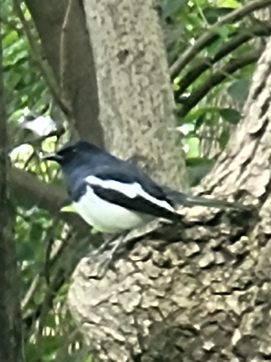 Oriental Magpie-Robin - Evelyn Huang