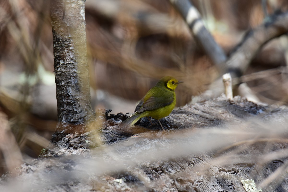 Hooded Warbler - Zachary Peterson