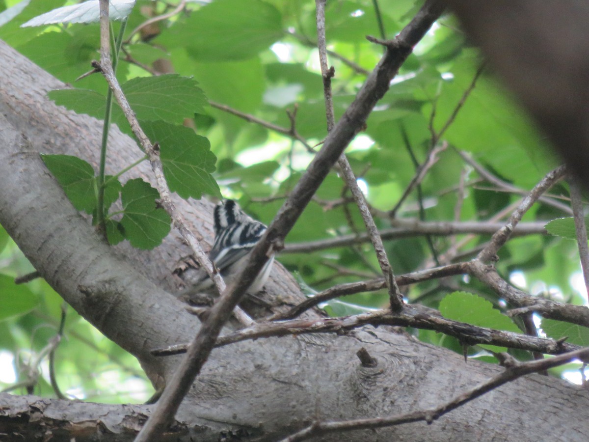 Black-and-white Warbler - ML618134865