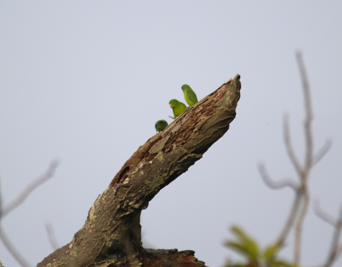 Yeşil Sokumlu Serçe Papağanı - ML618134895