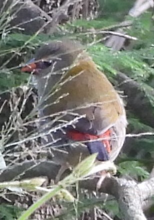 Red-browed Firetail - ML618134897