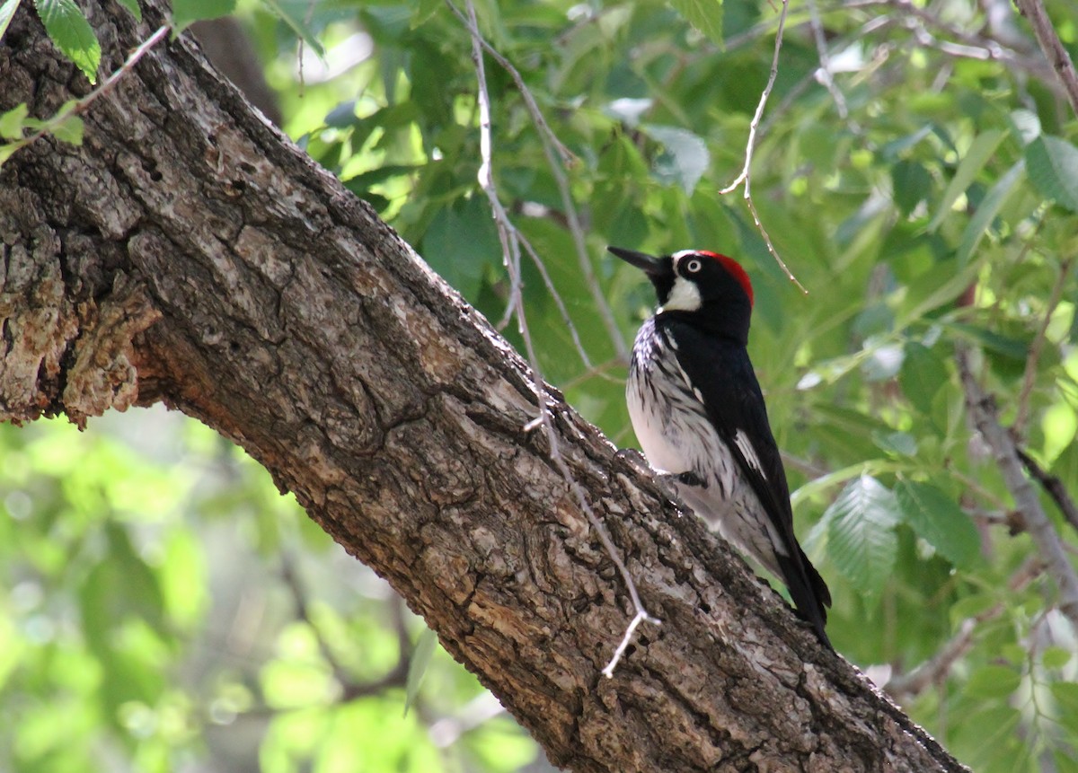 Acorn Woodpecker (Acorn) - ML618134901