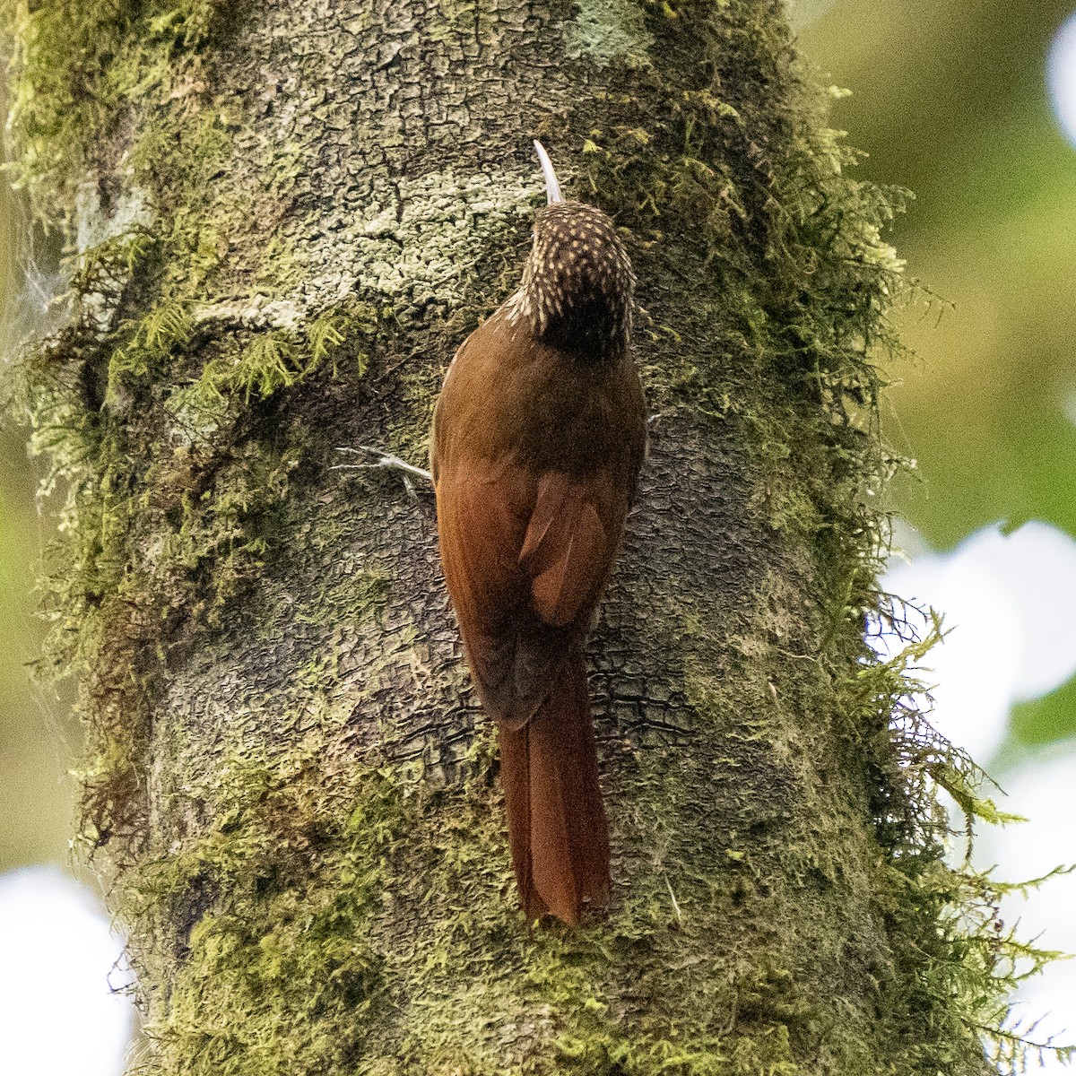 Spot-crowned Woodcreeper - Anthony Batista