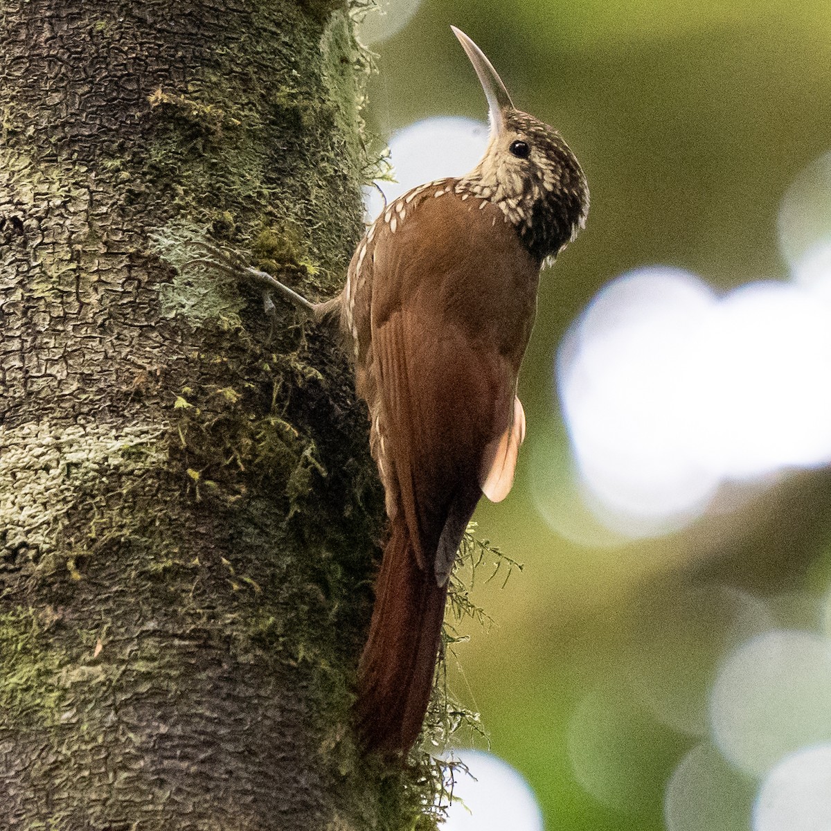 Spot-crowned Woodcreeper - ML618134913