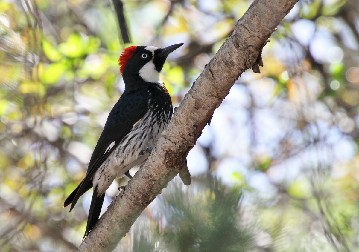 Acorn Woodpecker (Acorn) - ML618134921