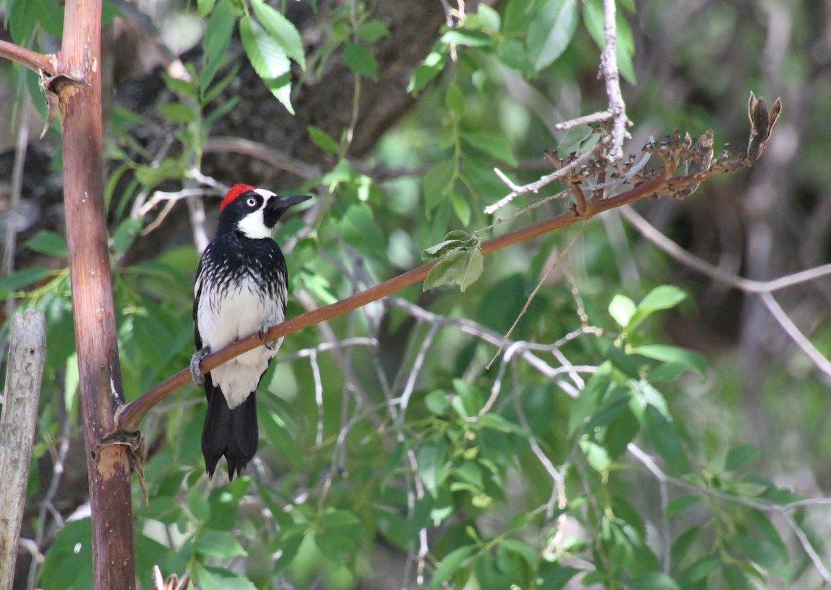 Acorn Woodpecker (Acorn) - ML618134932