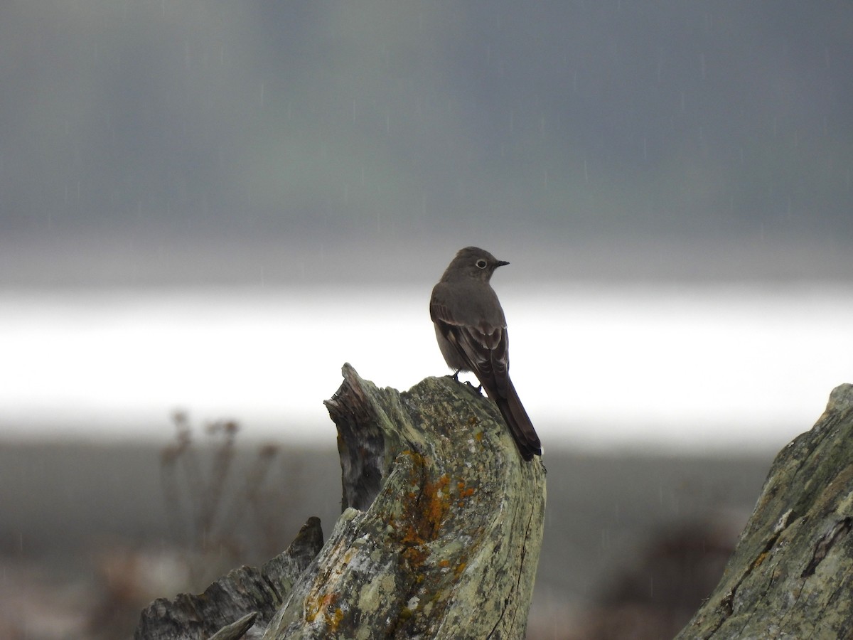 Townsend's Solitaire - ML618134970