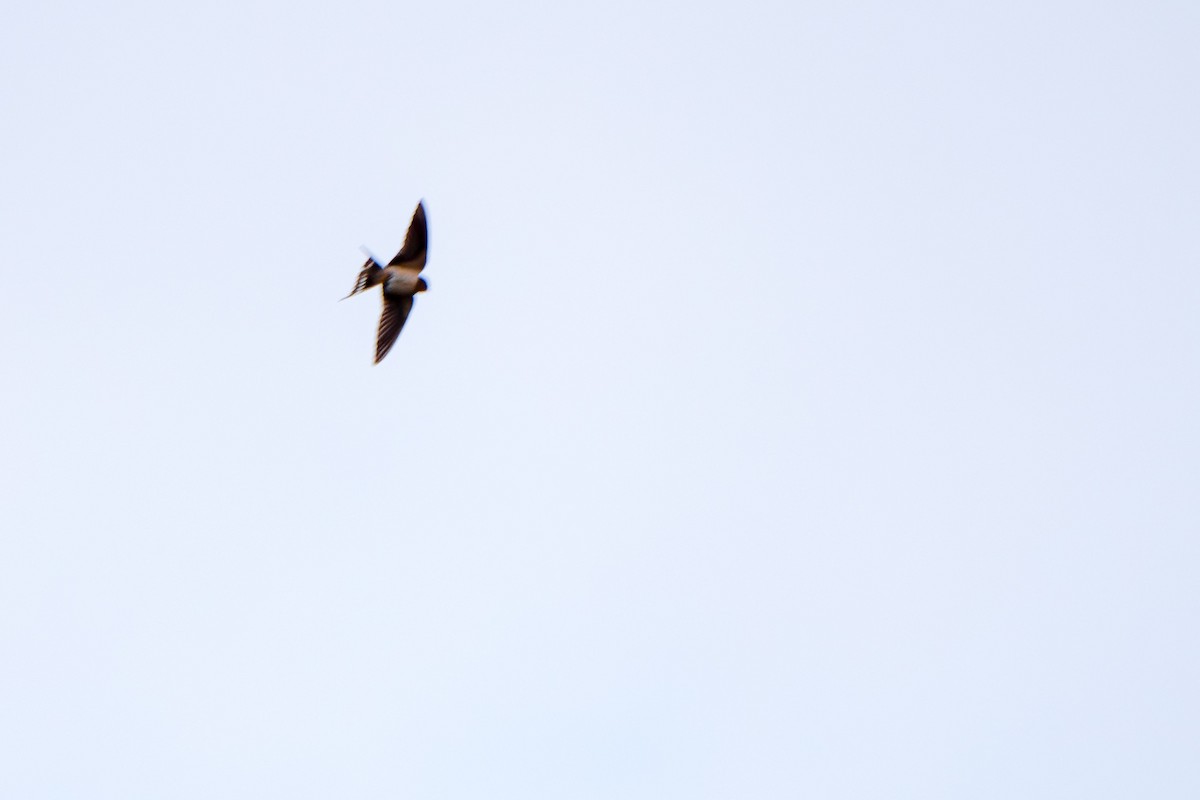 Barn Swallow - ML618135027