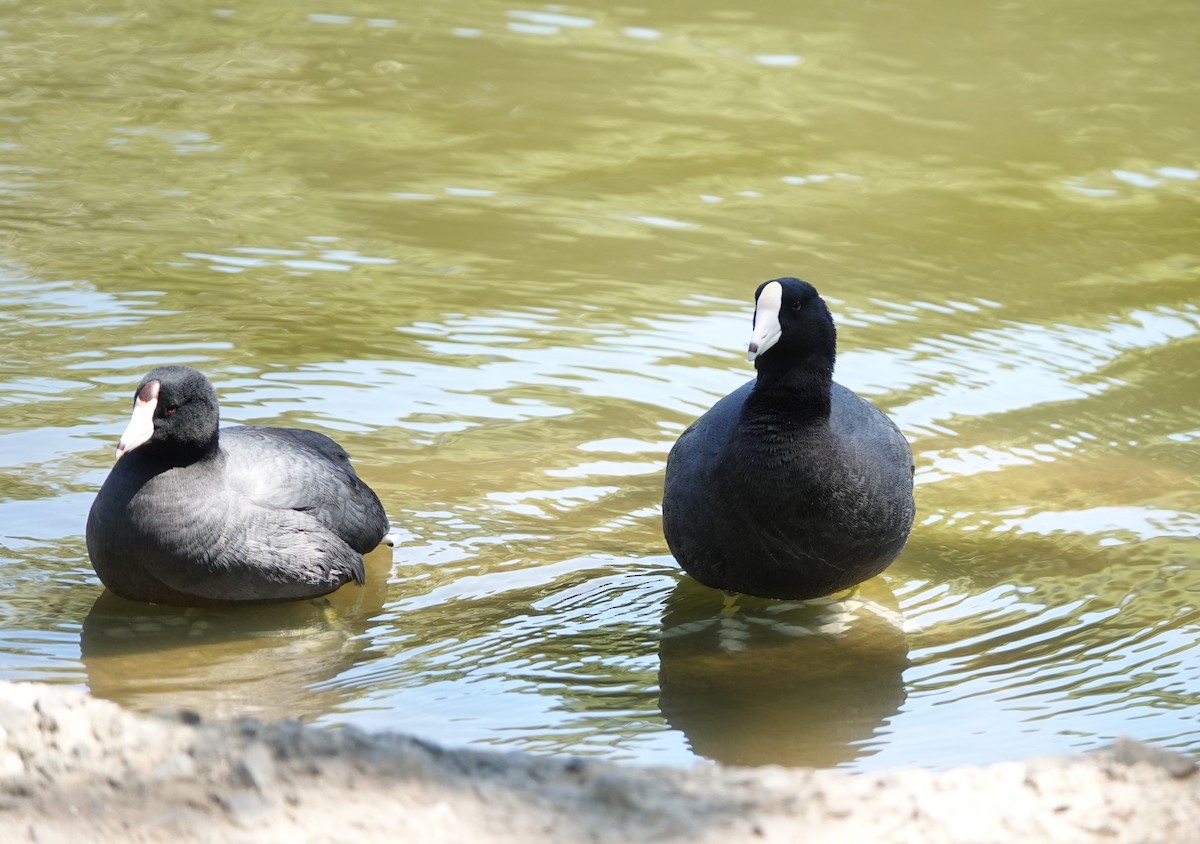 American Coot (White-shielded) - ML618135049