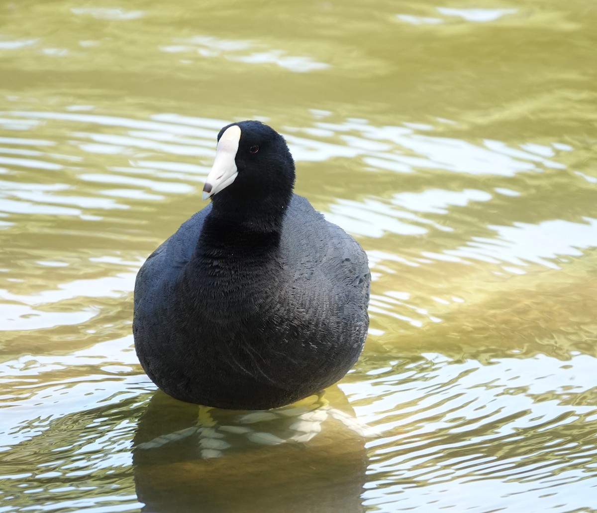 American Coot (White-shielded) - ML618135050