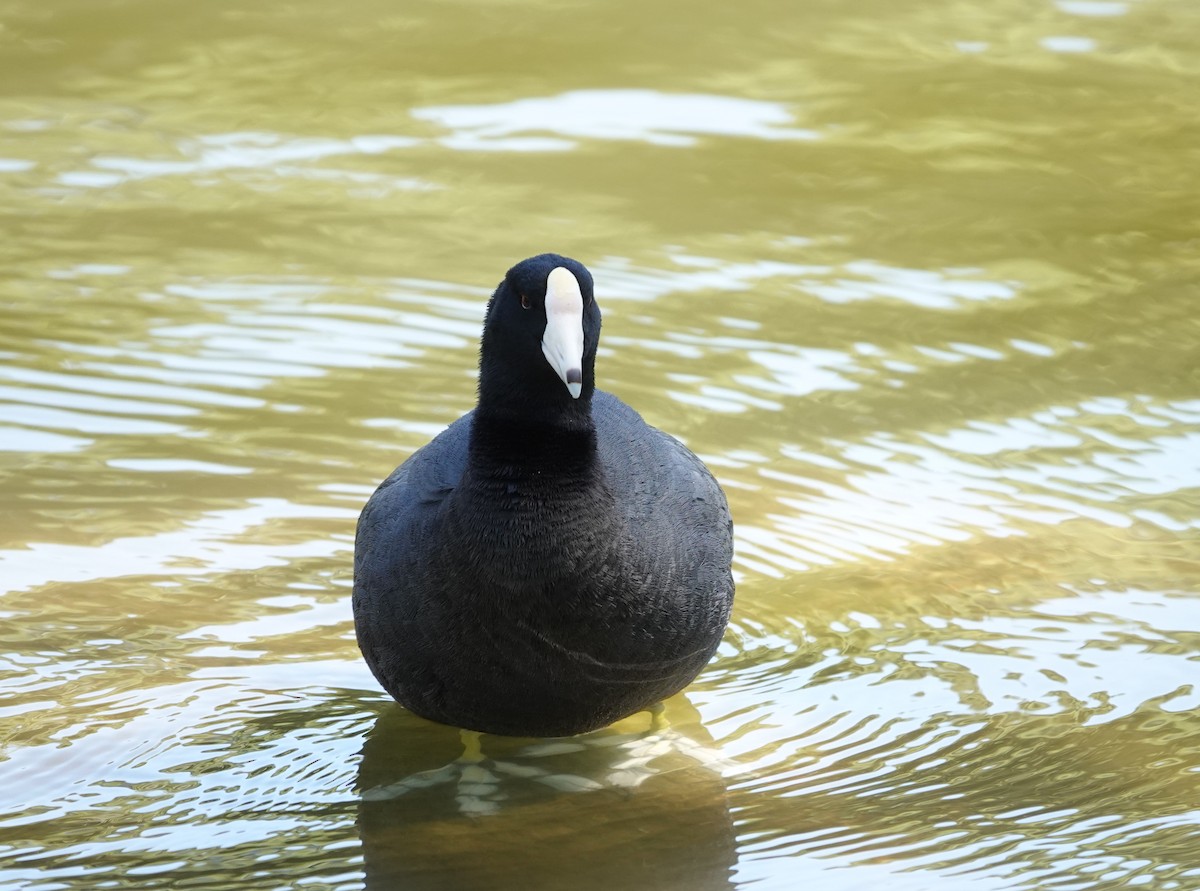 American Coot (White-shielded) - ML618135051