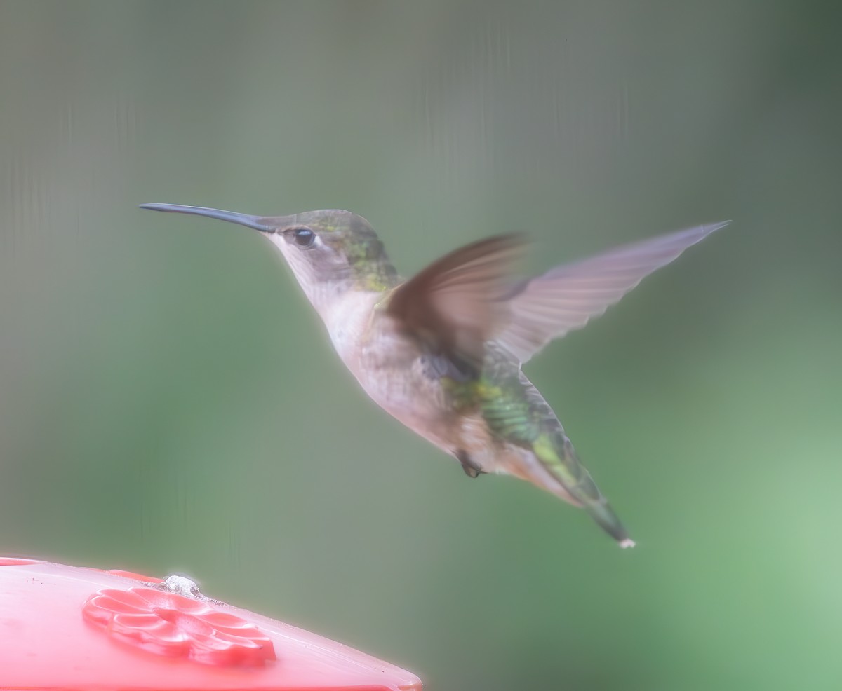 Ruby-throated Hummingbird - Mary-Rose Hoang