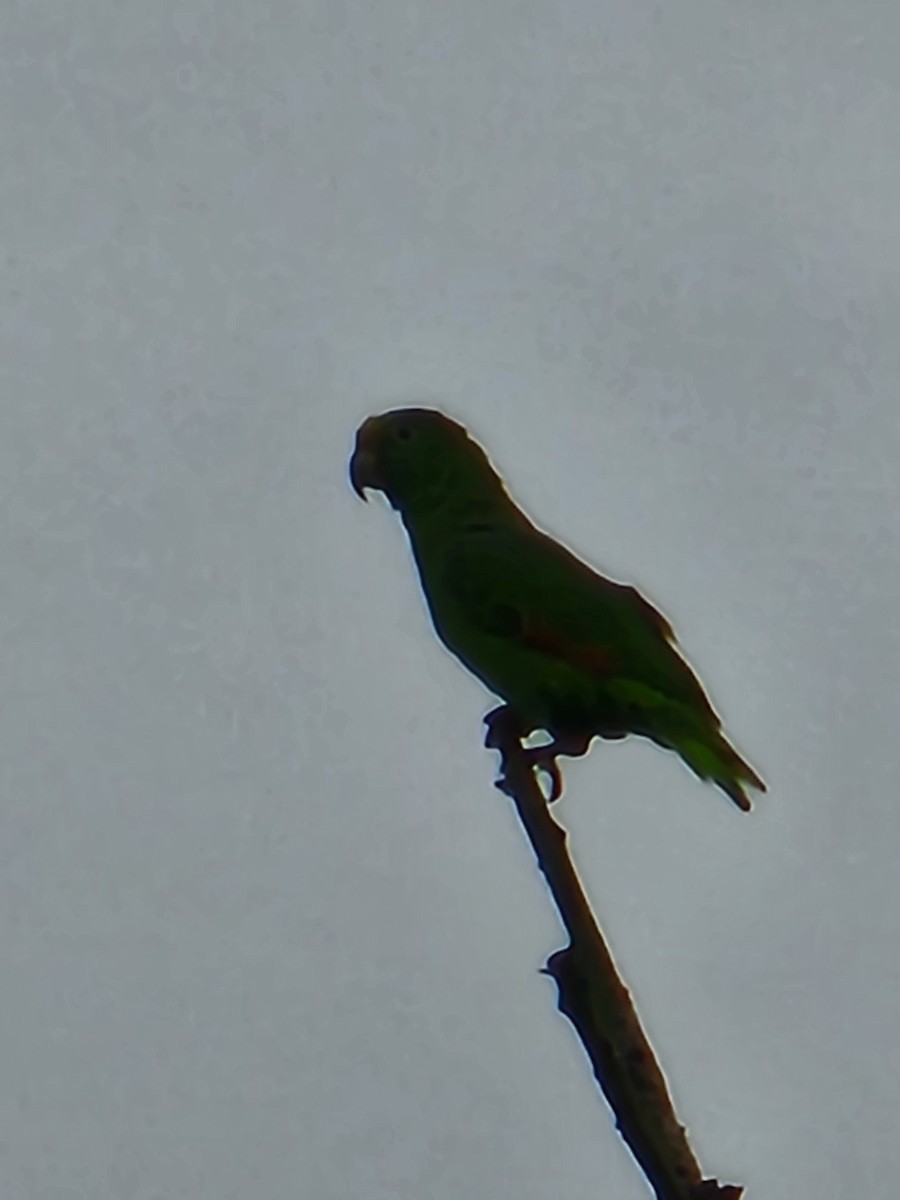 Yellow-crowned Parrot - ML618135060