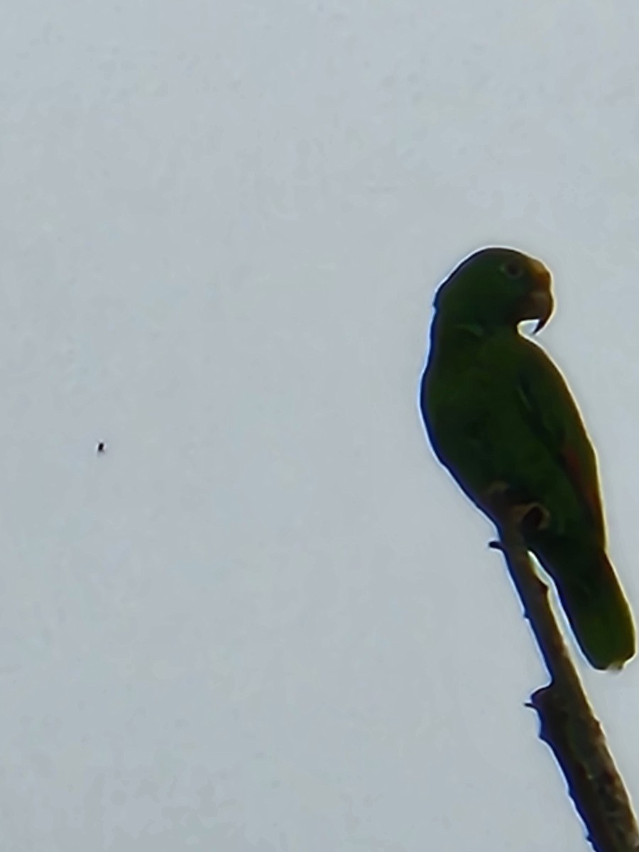 Yellow-crowned Parrot - ML618135061