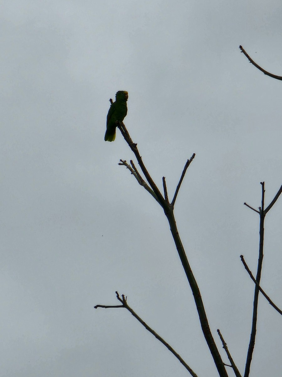 Yellow-crowned Parrot - ML618135062
