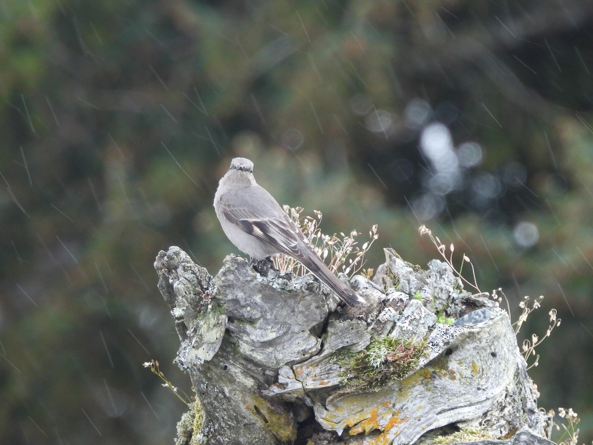 Townsend's Solitaire - ML618135092