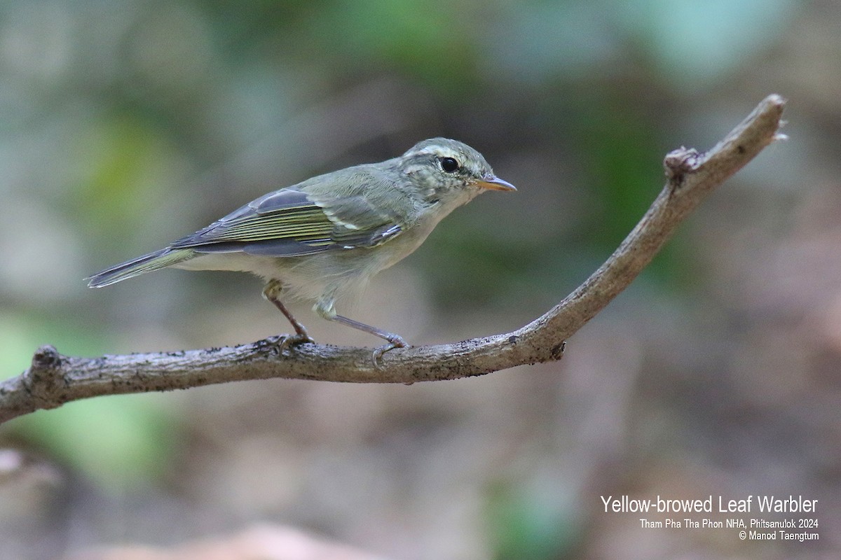 Yellow-browed Warbler - ML618135102