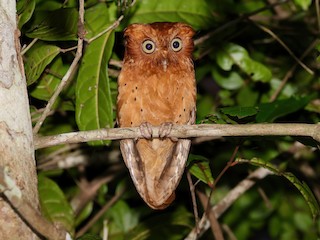  - Sokoke Scops-Owl