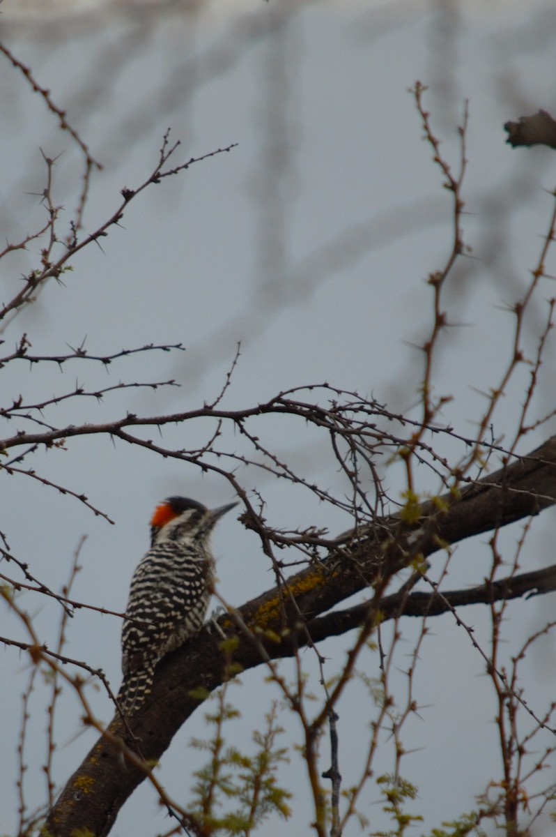 Striped Woodpecker - ML618135120