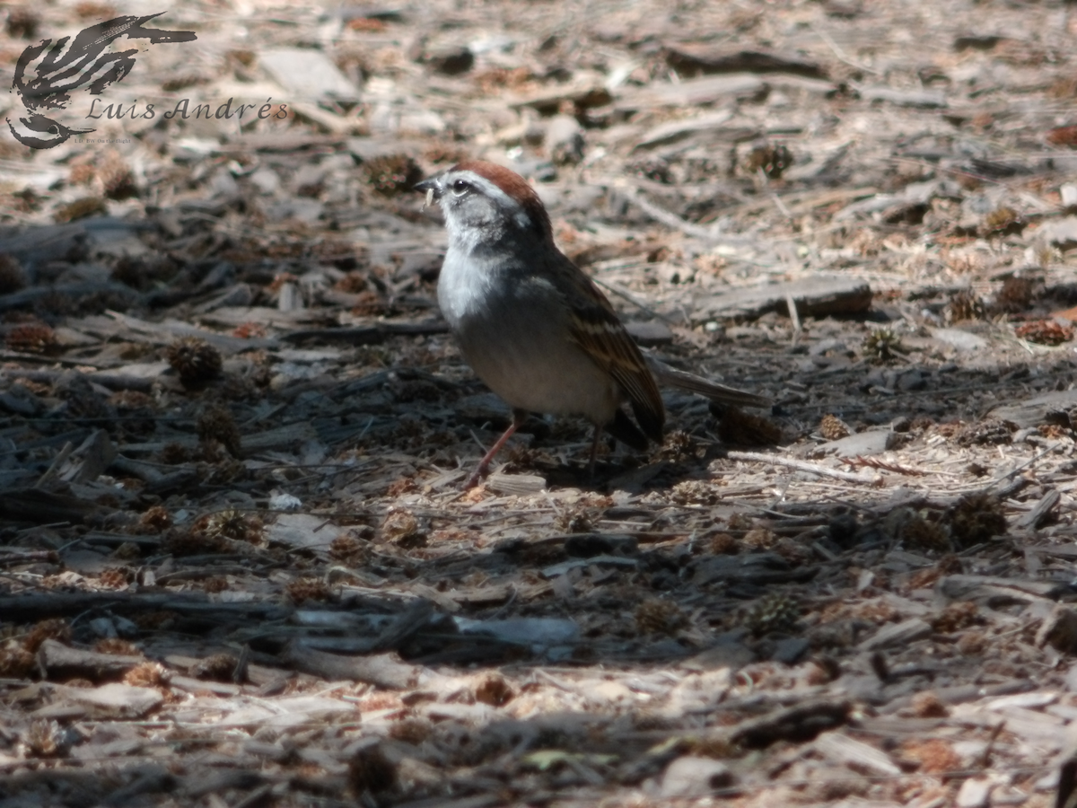 Chipping Sparrow - ML618135134