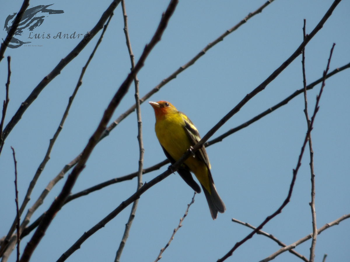 Western Tanager - ML618135161