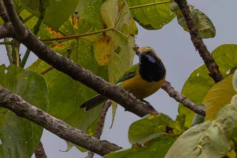 Orange-bellied Leafbird - Samanvitha Rao