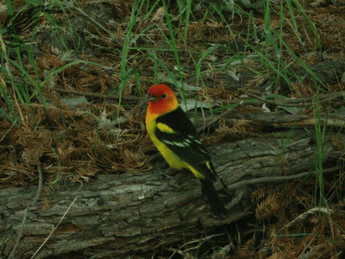 Western Tanager - ML618135191