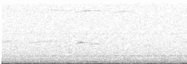 Bindenbrust-Ameisendrossel - ML618135244