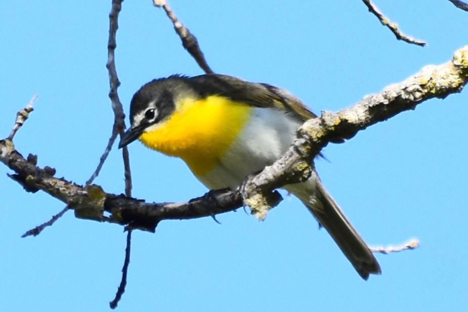 Yellow-breasted Chat - ML618135248