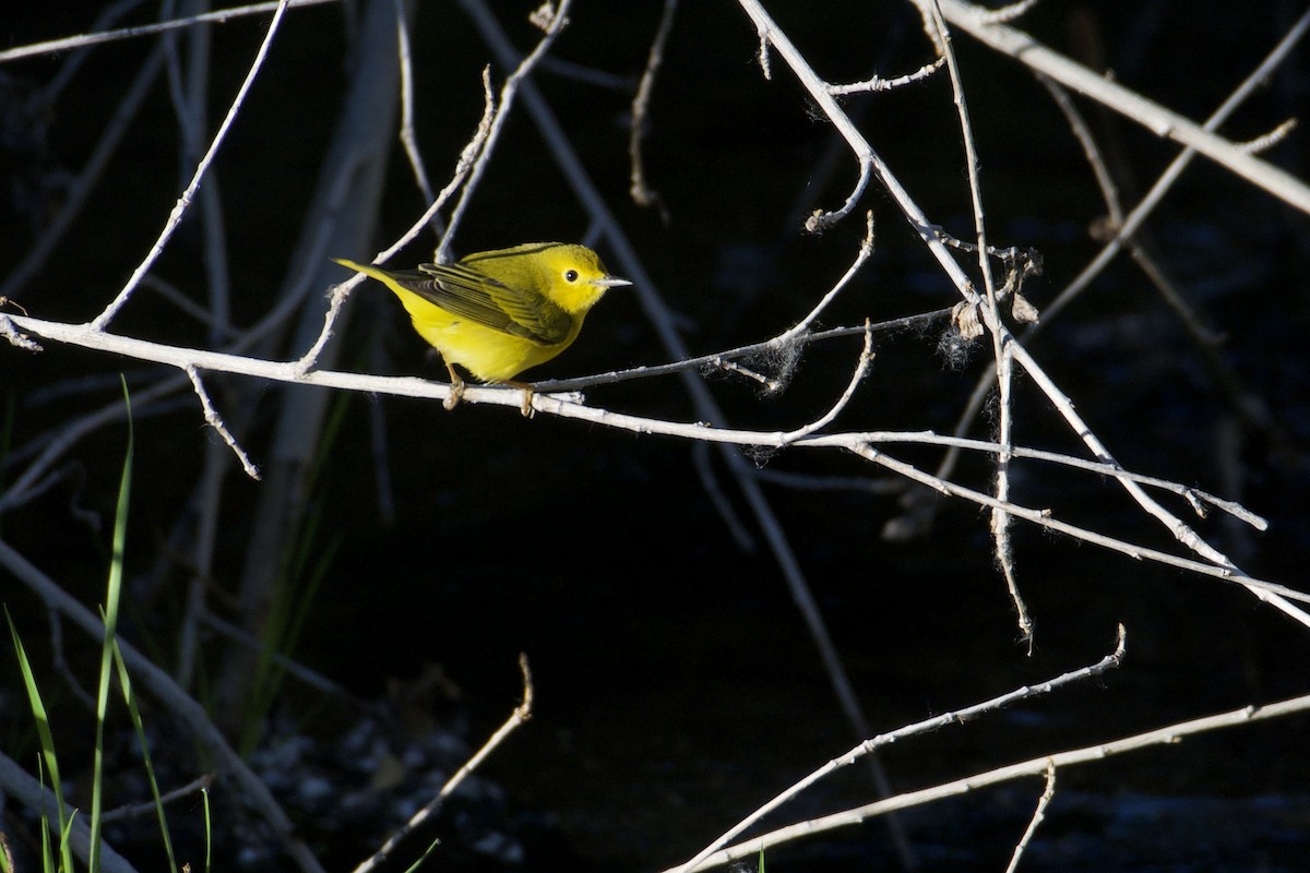 Yellow Warbler - Bridget Spencer