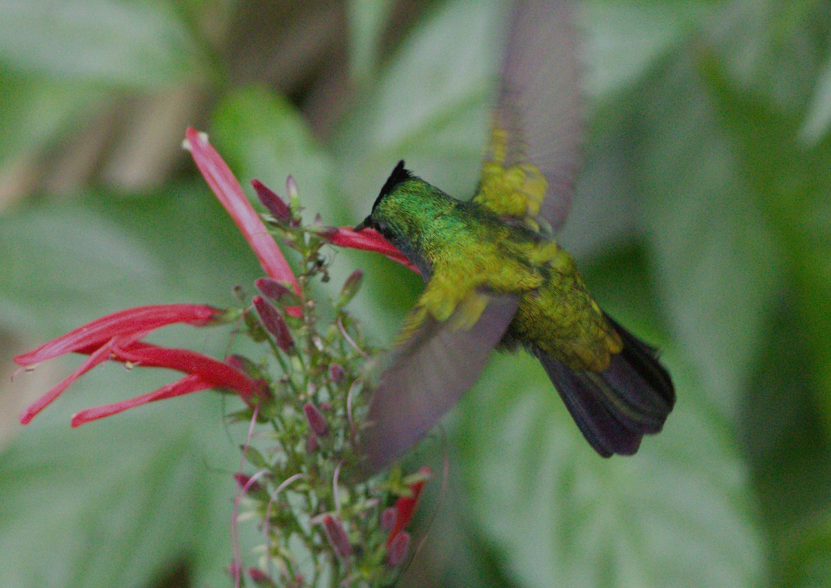 Antillean Crested Hummingbird - ML618135394