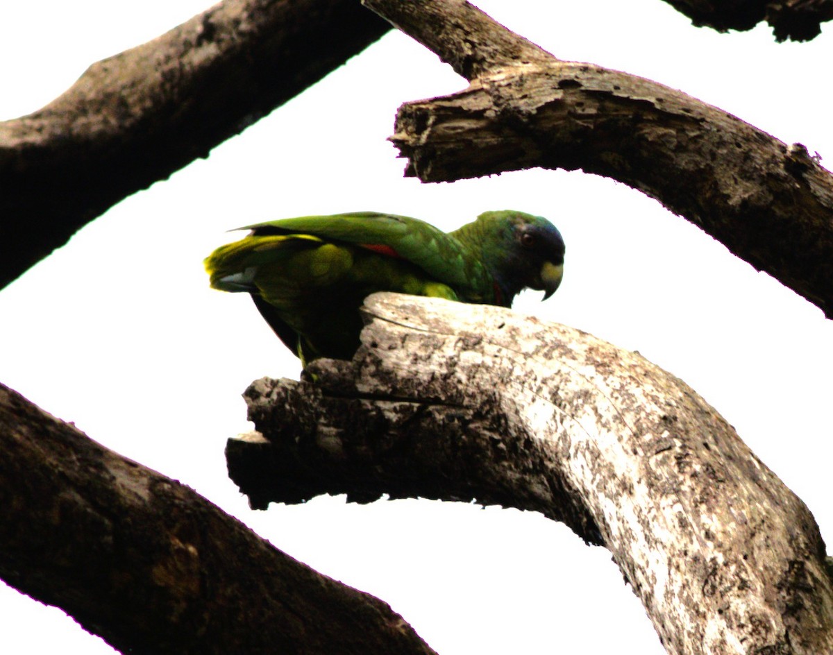 Red-necked Parrot - ML618135399