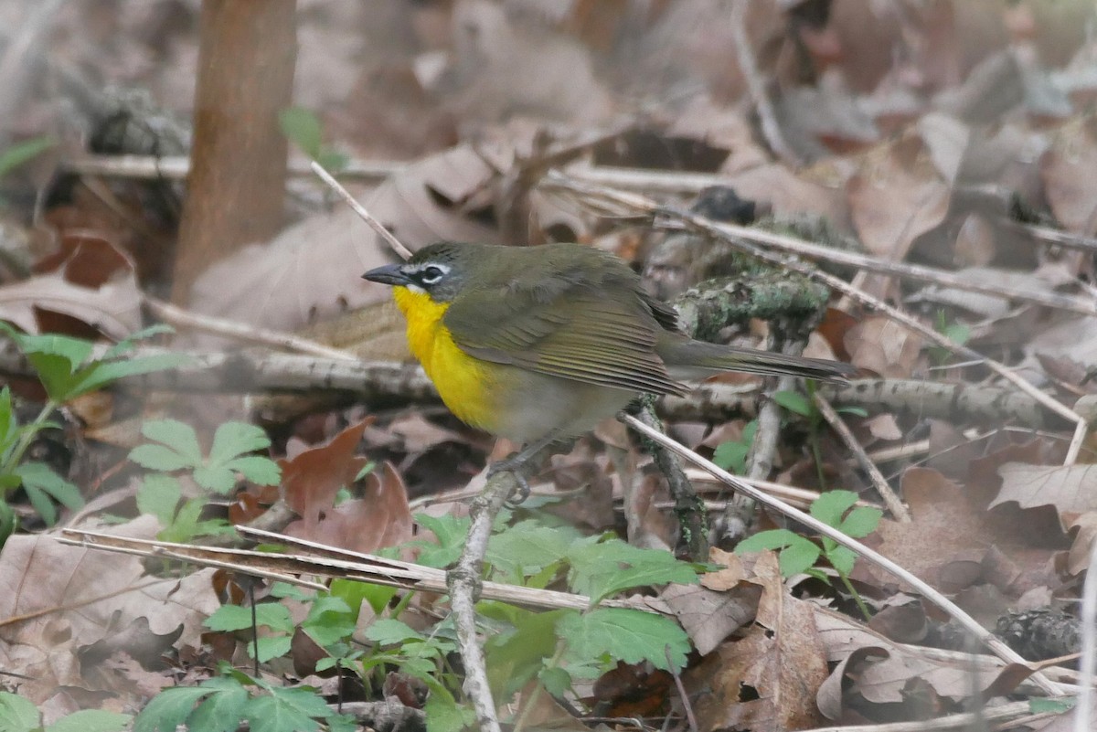Yellow-breasted Chat - ML618135440