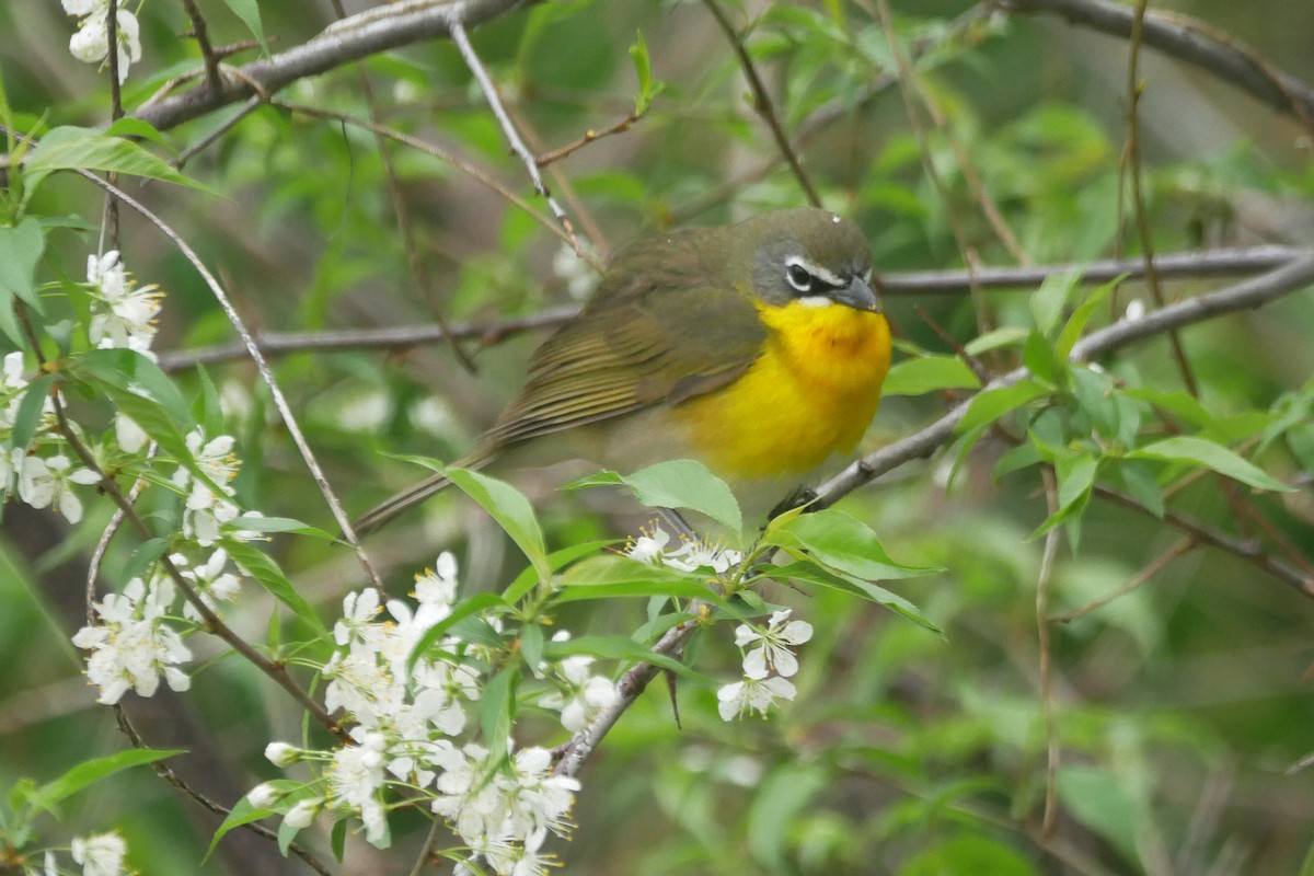 Yellow-breasted Chat - ML618135441