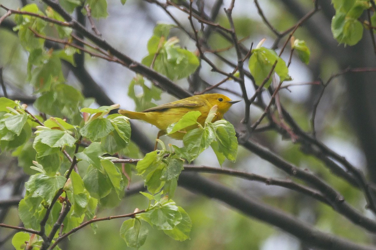 Yellow Warbler - Sandeep Biswas