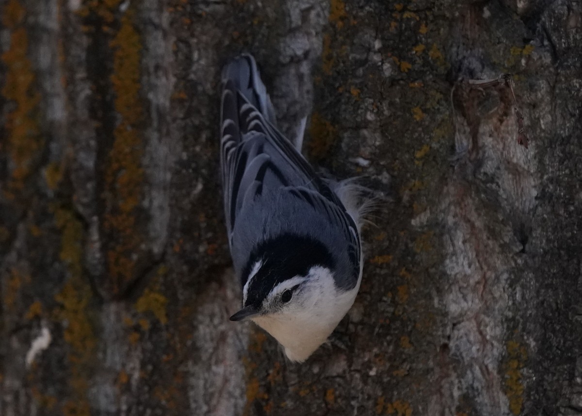 White-breasted Nuthatch - ML618135494