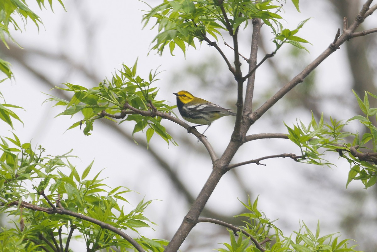Black-throated Green Warbler - Sandeep Biswas