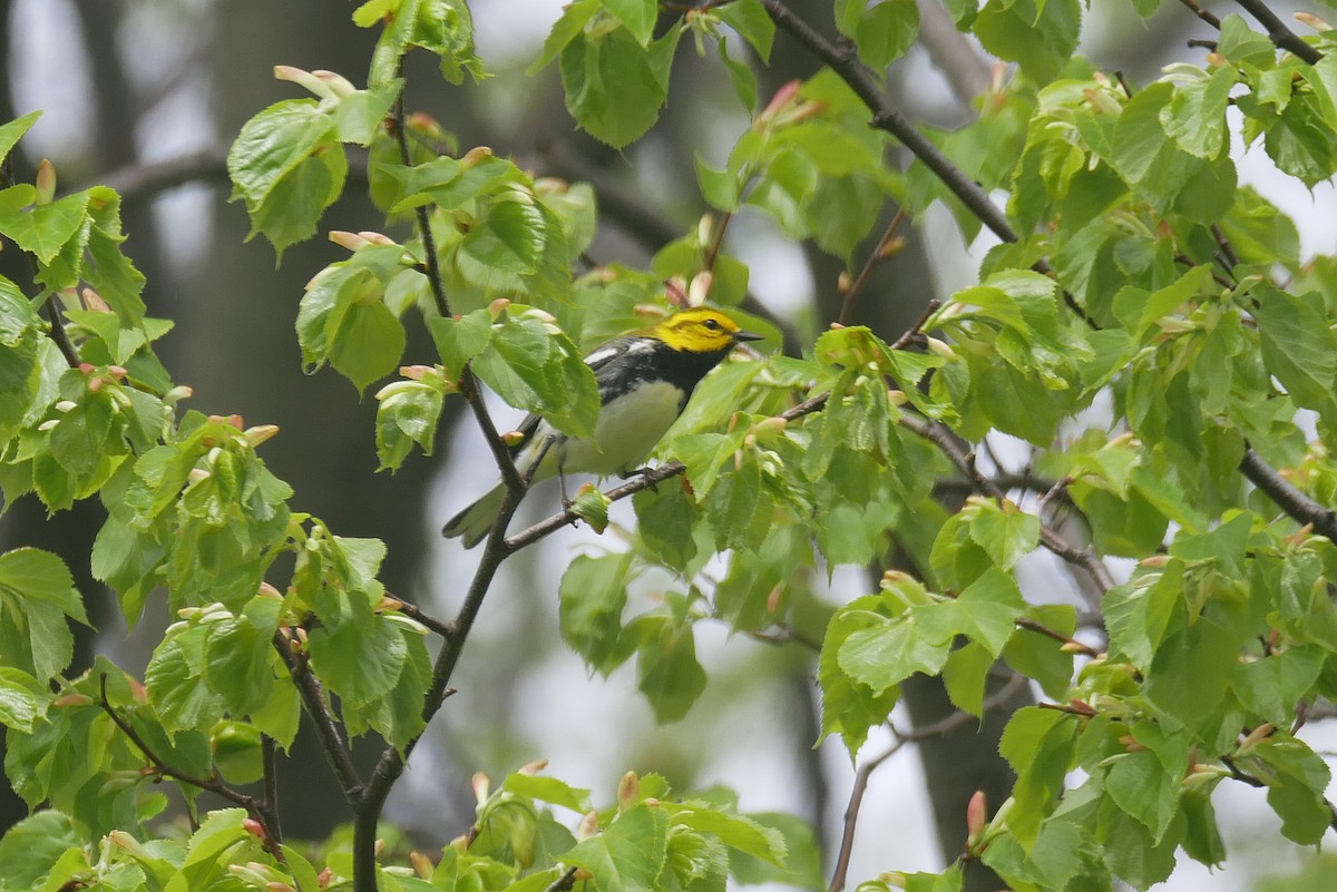 Black-throated Green Warbler - ML618135515