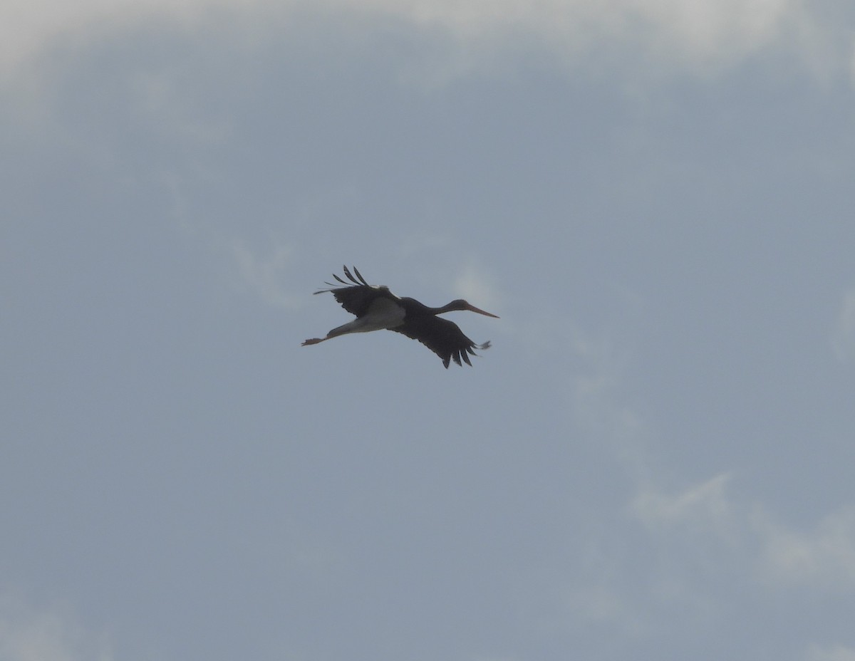 Black Stork - ML618135532