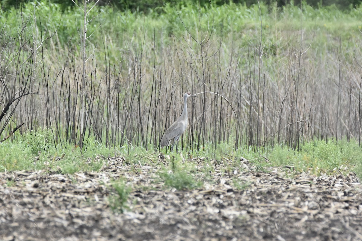 eBird Checklist 28 Apr 2024 Eagle Bluffs CA 70 species (+1 other taxa)