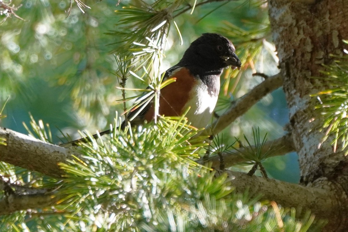 Spotted Towhee - ML618135573